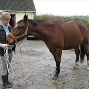 Oldenborg Pito's Frederik *SOLGT*