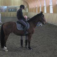 Oldenborg Pito's Frederik *SOLGT*