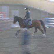 Oldenborg Pito's Frederik *SOLGT*