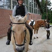 Fjordhest Raca R.I.P<3