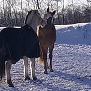 Frederiksborg marak (R.I.P)