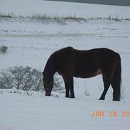 Anden særlig race Sweety
