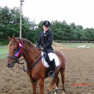 Hollandsk Sportspony Zanti