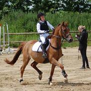 Hollandsk Sportspony Zanti