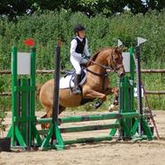 Hollandsk Sportspony Zanti