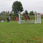 Hollandsk Sportspony Zanti