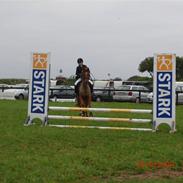 Hollandsk Sportspony Zanti