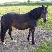 Anden særlig race vestergaard´s beauty