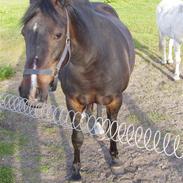 Anden særlig race vestergaard´s beauty