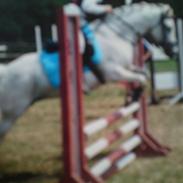 Welsh Pony af Cob-type (sec C) Meggie