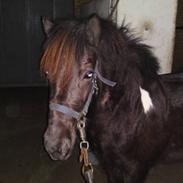 Islænder Lukka fra Nørmark SOLGT