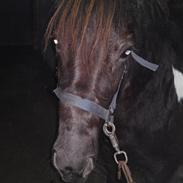 Islænder Lukka fra Nørmark SOLGT