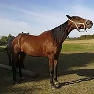 Traver horsedream (solgt)