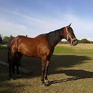 Traver horsedream (solgt)