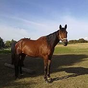 Traver horsedream (solgt)