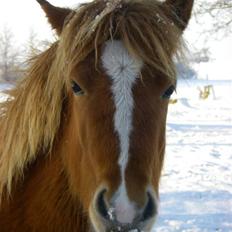 Islænder Blesa fra Dannevang