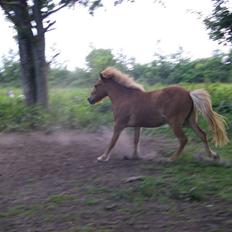 Islænder Blesa fra Dannevang