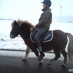 Anden særlig race Bob