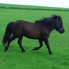 Anden særlig race Mini Max <3 *SOLGT :s*