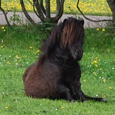 Anden særlig race Mini Max <3 *SOLGT :s*