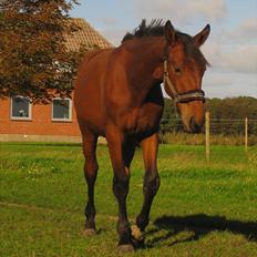 Anden særlig race Nymarksgaards. Armarni