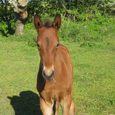 Anden særlig race Nymarksgaards. Armarni