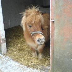 Shetlænder Makker (min egen)