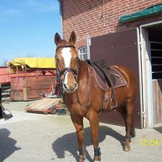 Dansk Varmblod Premira Pride * Himmelhest* <3