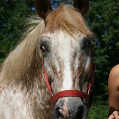 Knabstrupper Jolly Jumper<3 |Gml. Part|