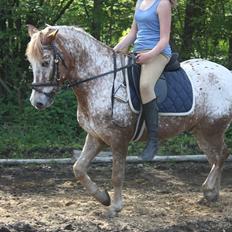 Knabstrupper Jolly Jumper<3 |Gml. Part|