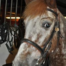 Knabstrupper Jolly Jumper<3 |Gml. Part|