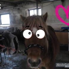 Anden særlig race Bølle Bob  <3