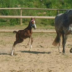 Anglo Araber (AA) Butterhill's Netizia *RIP