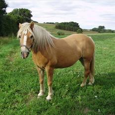 Haflinger Freja solgt