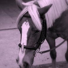 Anden særlig race Fie Gamle part:´)