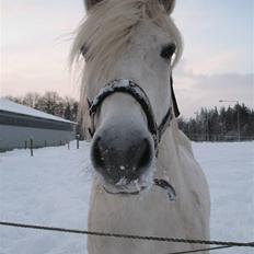 Highland Pony Amy (Solgt)