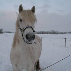 Highland Pony Amy (Solgt)