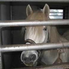 Highland Pony Amy (Solgt)
