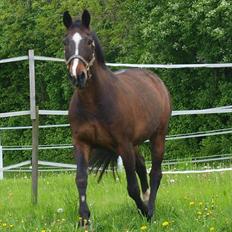 Dansk Varmblod Shetan