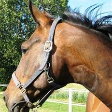 Dansk Varmblod Shetan