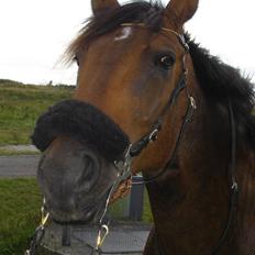 Hannoveraner Herkules " RIP 4/10-10"