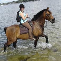 Hannoveraner Herkules " RIP 4/10-10"