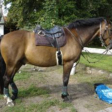 Hannoveraner Herkules " RIP 4/10-10"