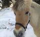 Fjordhest Donna Rest in peace† :''(