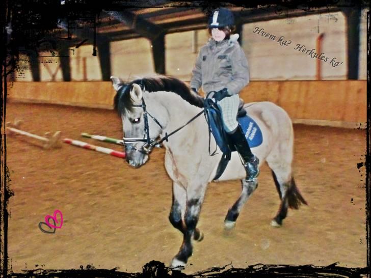 Konik Polski Herkules - (Foto: Ditte) billede 5