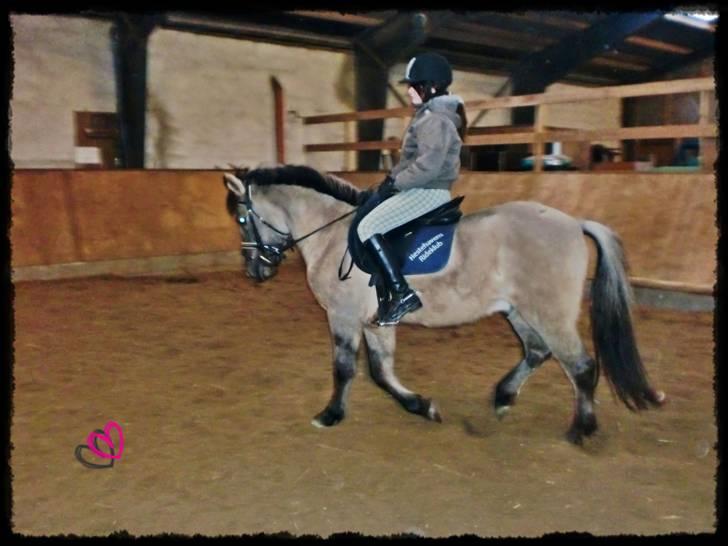 Konik Polski Herkules - (Foto: Ditte) billede 6