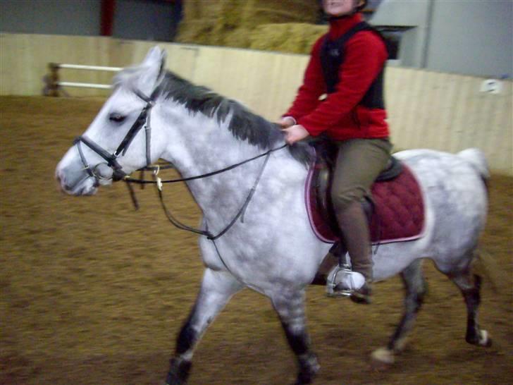 Anden særlig race CASMIR | billede 17