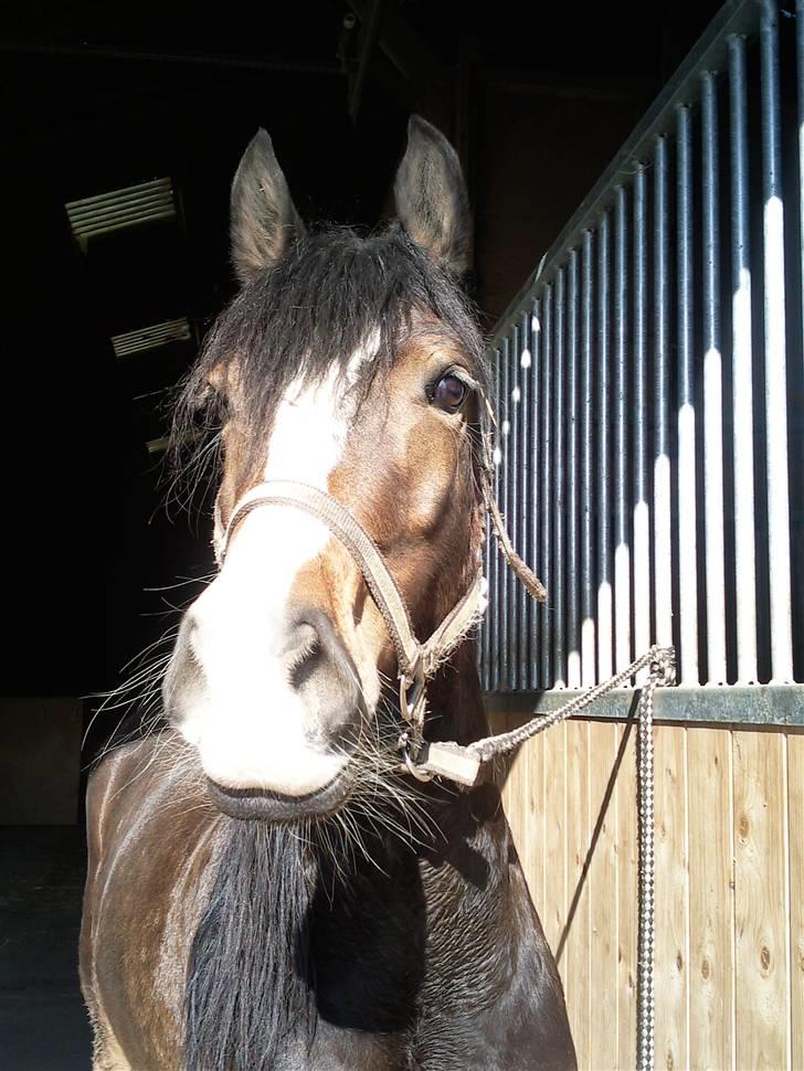 Welsh Pony af Cob-type (sec C) Sharona billede 13