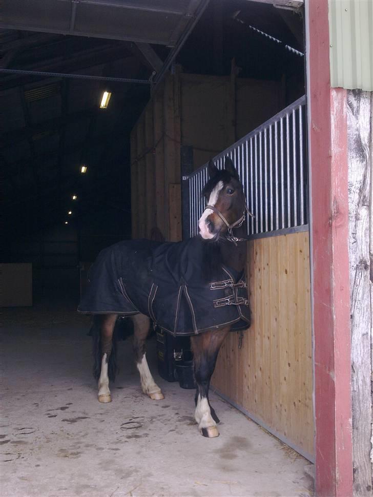 Welsh Pony af Cob-type (sec C) Sharona billede 14