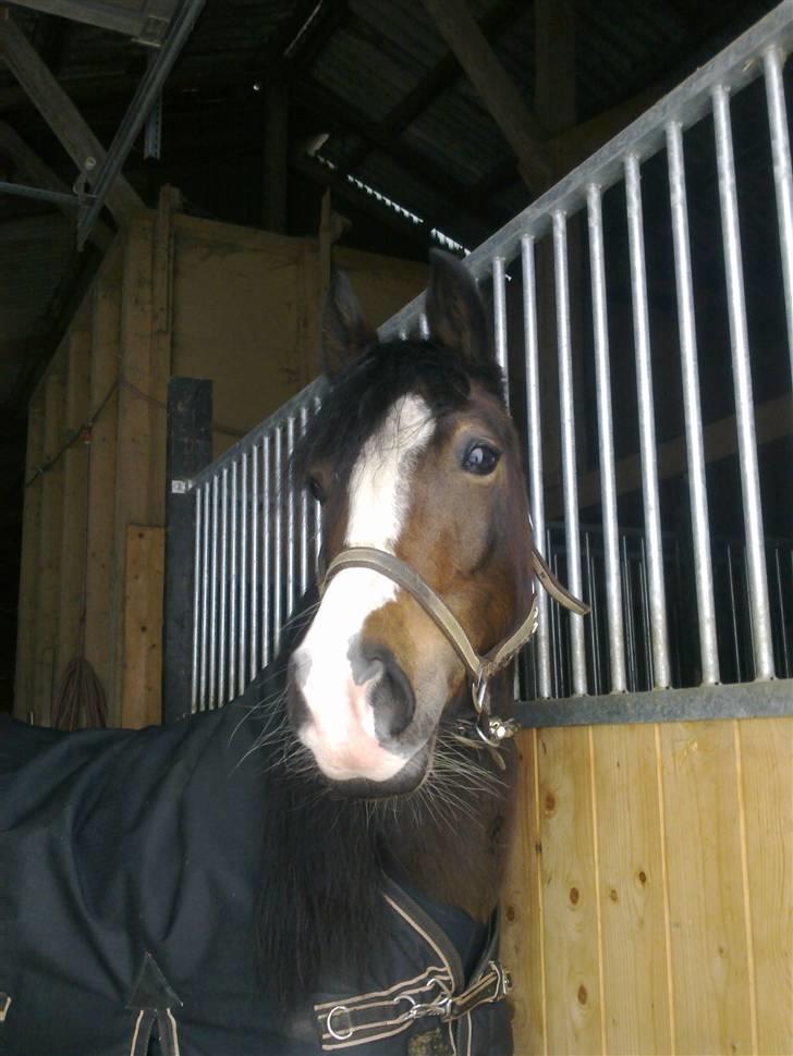 Welsh Pony af Cob-type (sec C) Sharona billede 15